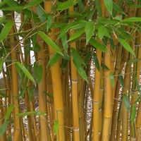 yellow bamboo