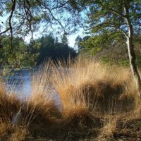 Thursley common surrey, pond photograph