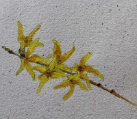 forsythia