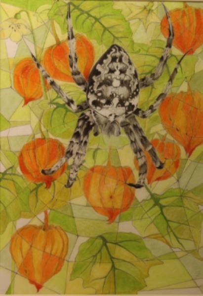 physalis, Chinese lanterns, coloured pencil, drawing, garden spider