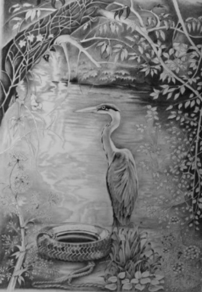heron, pencil and graphite drawing, canal bank