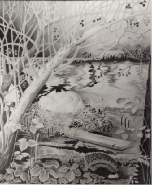 nesting swan, drawing, pencil