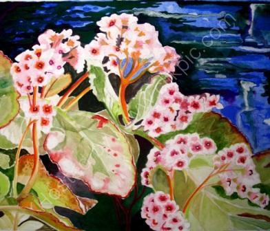 Bergenias in spring
