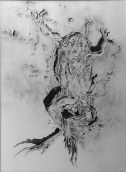 toad, drawing, pencil and graphite.