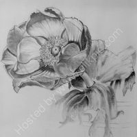 pencil drawing, anemone