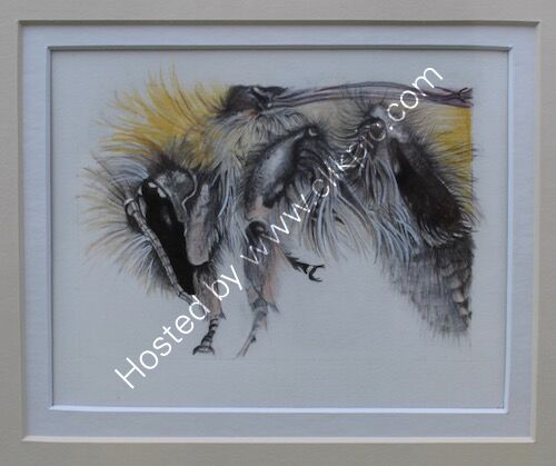 pencil drawing, bee, coloured pencil and acrylic