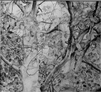 beech trees, pencil drawing