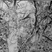 beech tree, pencil drawing