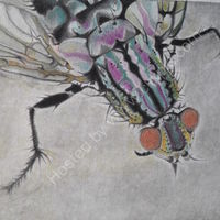 sarcophaga carnaria, flesh-fly, drawing, coloured pencil