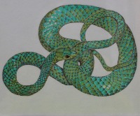 coloured pencil, drawing, green snake