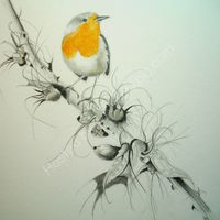 robin, drawing, acanthus, graphite, coloured pencil, winter.