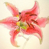 pink lily, acrylic paint and pencil, flower, drawing