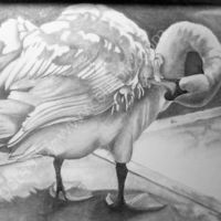preening swan, pencil drawing