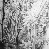 Sweet Chestnut tree, drawing, surrey hills, woodland.