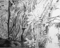 sweet chestnut tree, pencil drawing, surrey hills