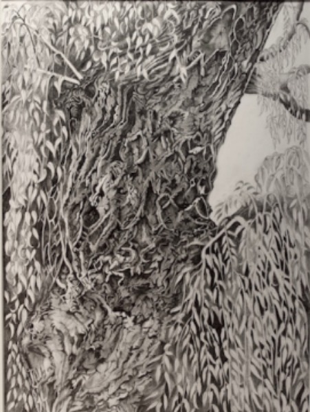willow tree at Pyrford lock pencil drawing