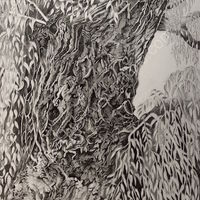willow tree, drawing, pencil and graphite.