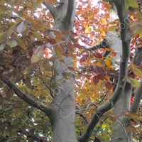 copper beech trees, photograph