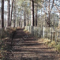 woodland track, surrey hills, wooden fencing photograph