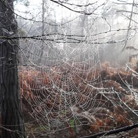 Blackheath woodland surrey, autumn photograph spider web