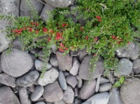 cotoneaster and pebbles, porlock beach