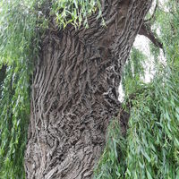 grand old willow tree, Pyrford Lock, river wey, photograph