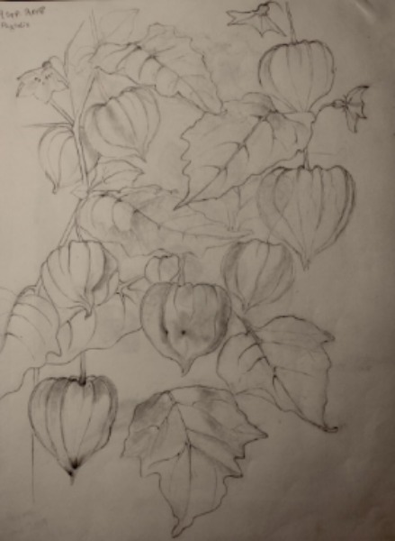 physalis