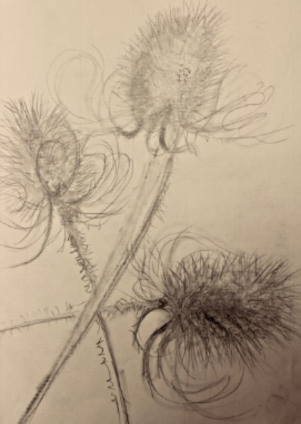 teasels