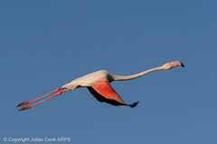 Birds of Western Palearctic