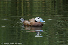 Birds of Great Britain