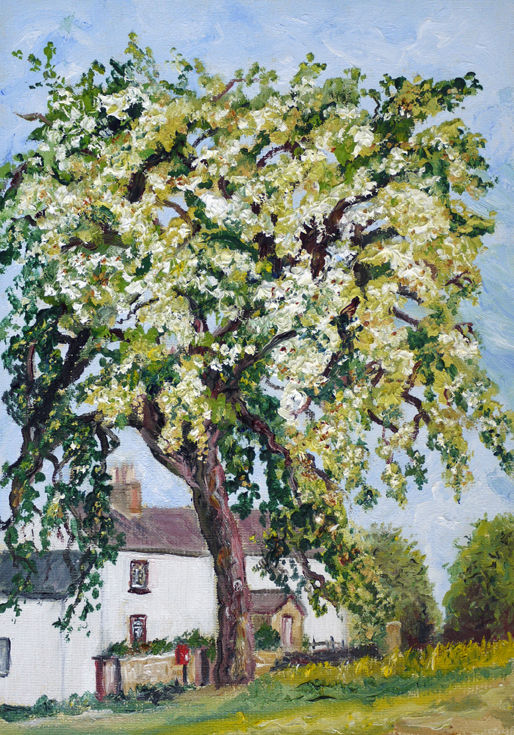 "THE OLD PEAR TREE" OIL