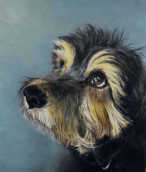 Paddy Dog in Pastel Pencil Drawing. Julie Macbean artist