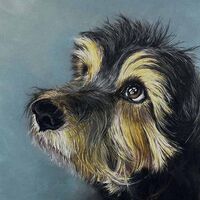 Paddy Dog in Pastel Pencil Drawing. Julie Macbean artist