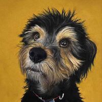 Paddy Dog in Pastel Pencil Drawing. Julie Macbean artist