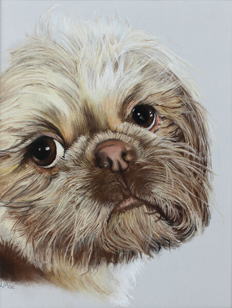 Minnie Shih Tzu Dog Pastel Pencil