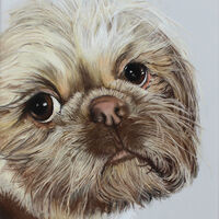 Minnie Shih Tzu Dog Pastel Pencil