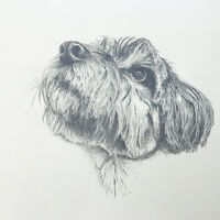 pet portrait, Paddy,