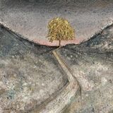 Sycamore Tree, Hadrian`s Wall