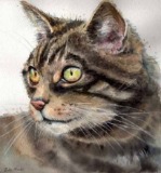 Scottish Wildcat