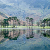 Buttermere trees 300083