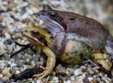 Mating frogs