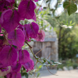 Mediterranean Pink at Eden