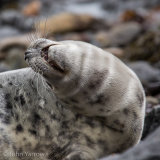 Survivor of Storm Brian