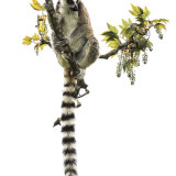 Ringtail lemur