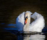 Mute swan