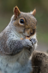 Grey squirrel