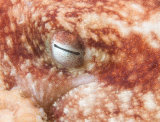 Lesser octopus