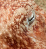 Lesser octopus
