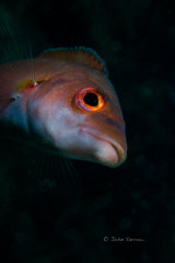 Cuckoo wrasse