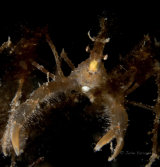 Long legged spider crab